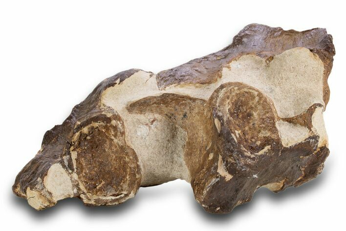 Fossil Plesiosaur Vertebrae in Situ - Asfla, Morocco #334625